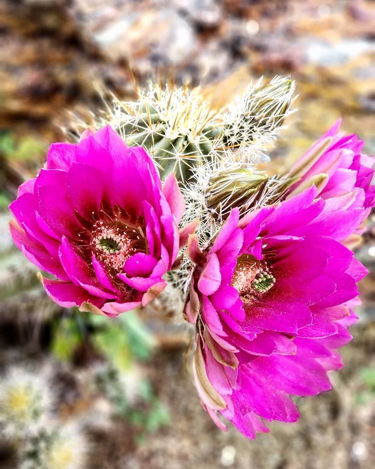 Cactus blooms